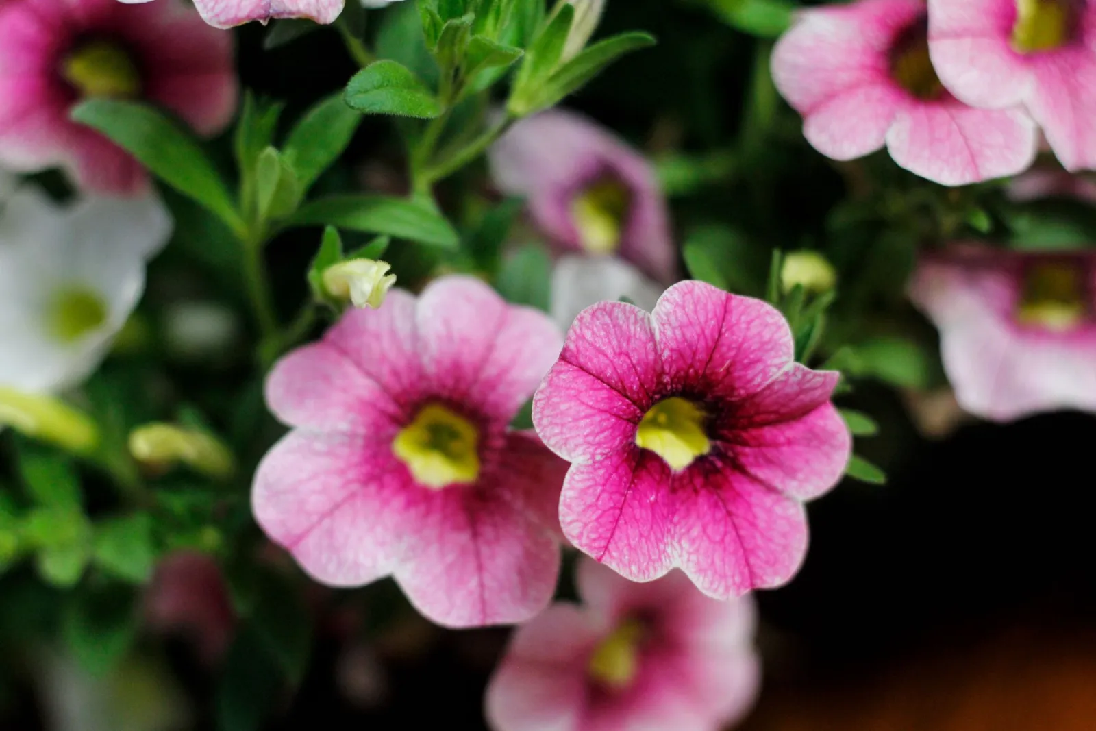 Bright pink petunias in full bloom, showcasing vibrant colors and intricate details.